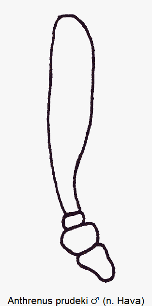 anthrenus_prudeki_m_f.gif