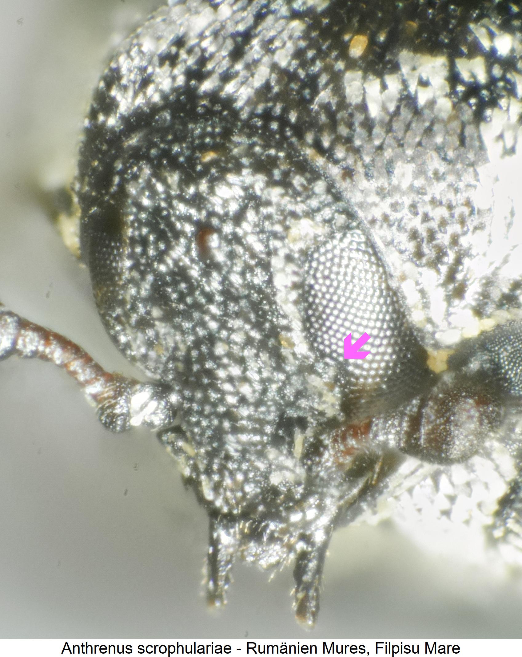 anthrenus_scrophulariae_k.jpg