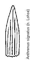 anthrenus_signatus_schuppen.gif