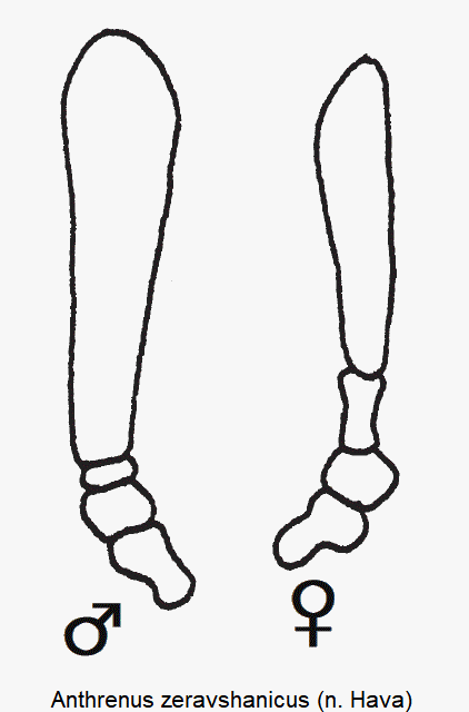 anthrenus_zeravshanicus_f.gif