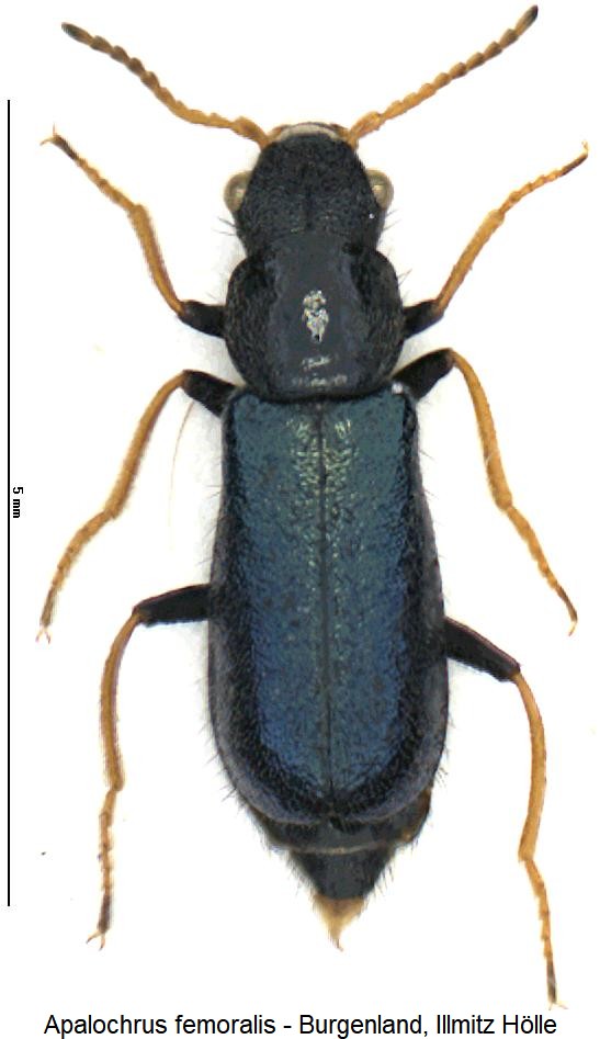 apalochrus_femoralis_hab.jpg