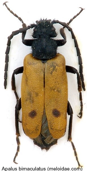 apalus_bimaculatus.jpg