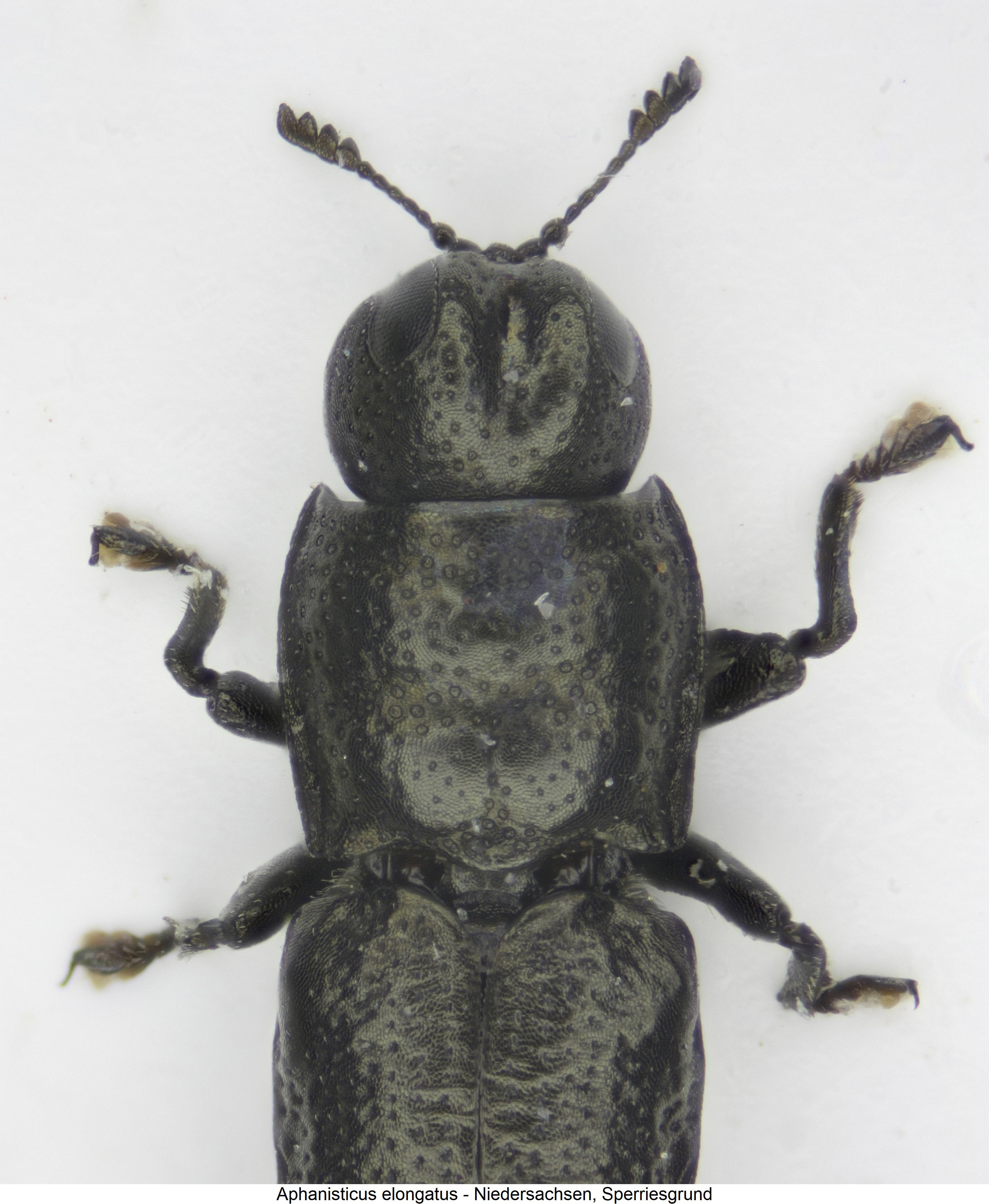 aphanisticus_elongatus_vk.jpg