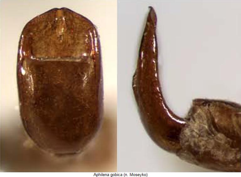 aphilena_gobica.jpg