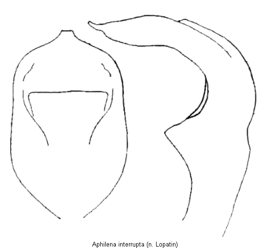 aphilena_interrupta.gif