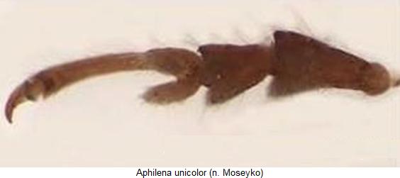aphilena_unicolor_vtr.jpg