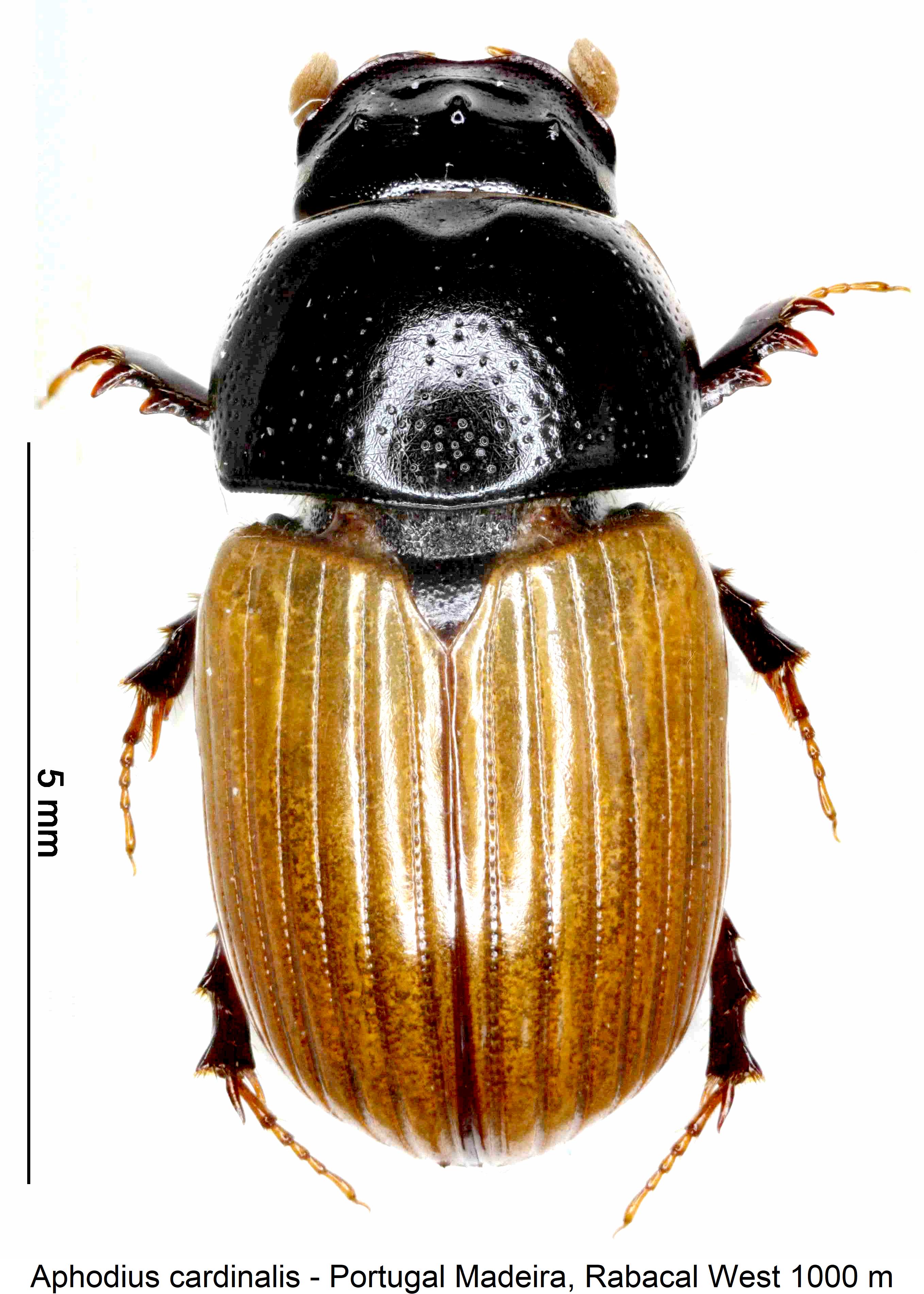 aphodius_cardinalis_hab.jpg