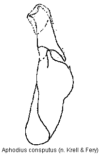 aphodius_consputus.gif