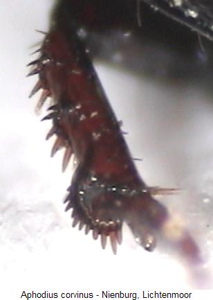 aphodius_corvinus_mschn.jpg