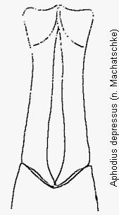 aphodius_depressus.gif