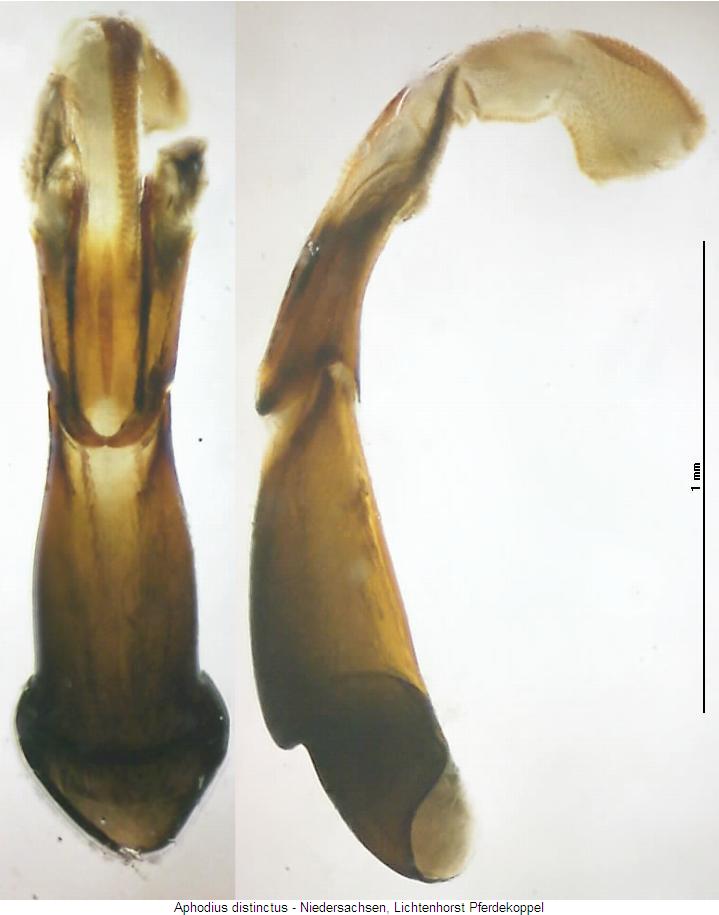 aphodius_distinctus.jpg
