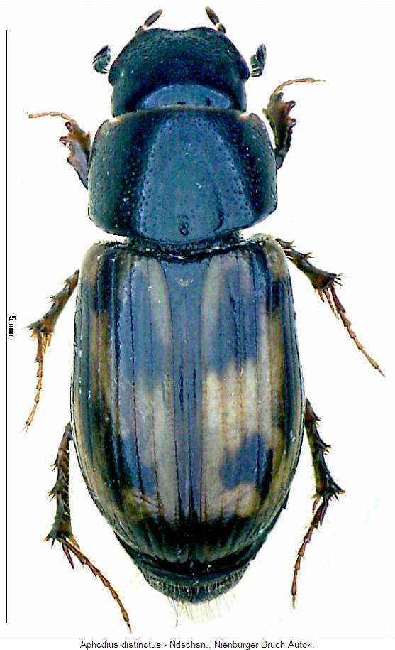 aphodius_distinctus_hab.jpg