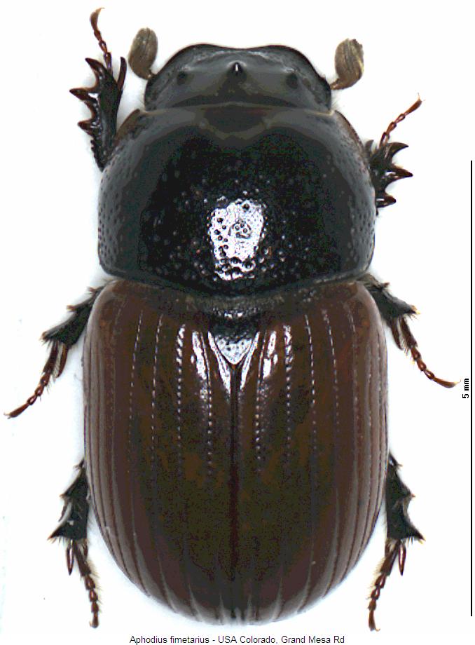 aphodius_fimetarius_hab.jpg