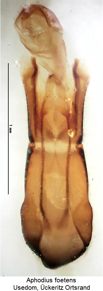 aphodius_foetens.jpg