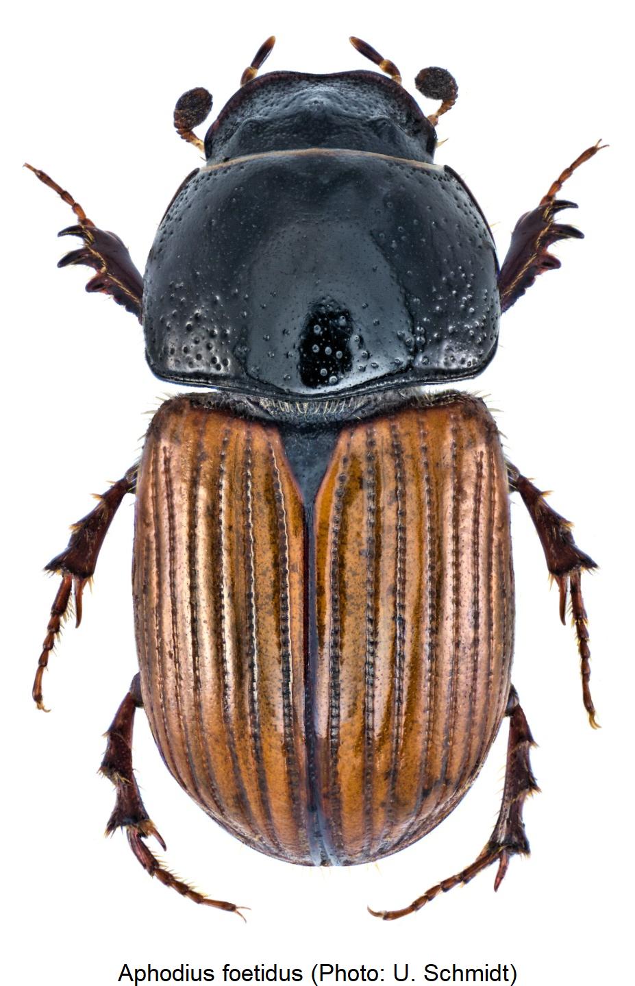 aphodius_foetidus_hab.jpg