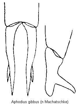 aphodius_gibbus.gif