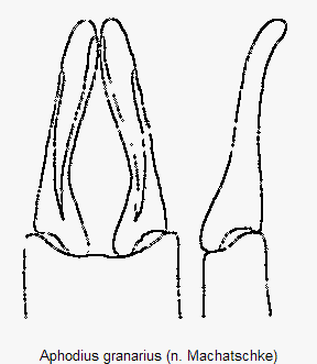 aphodius_granarius.gif