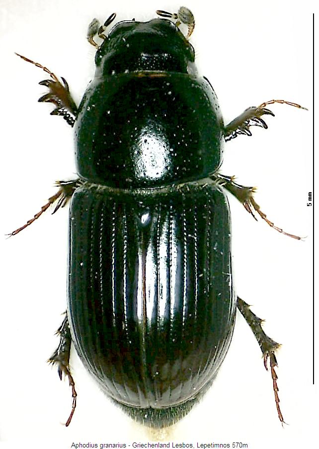 aphodius_granarius_hab.jpg