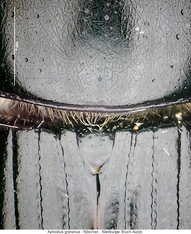 aphodius_granarius_scut.jpg