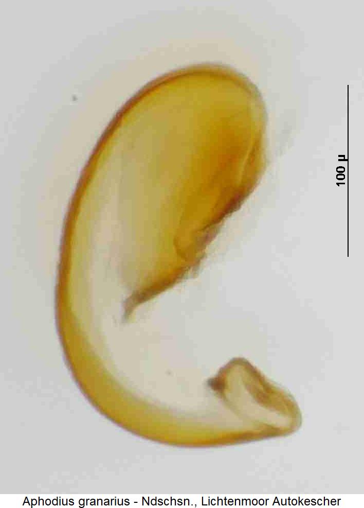 aphodius_granarius_sperm.jpg