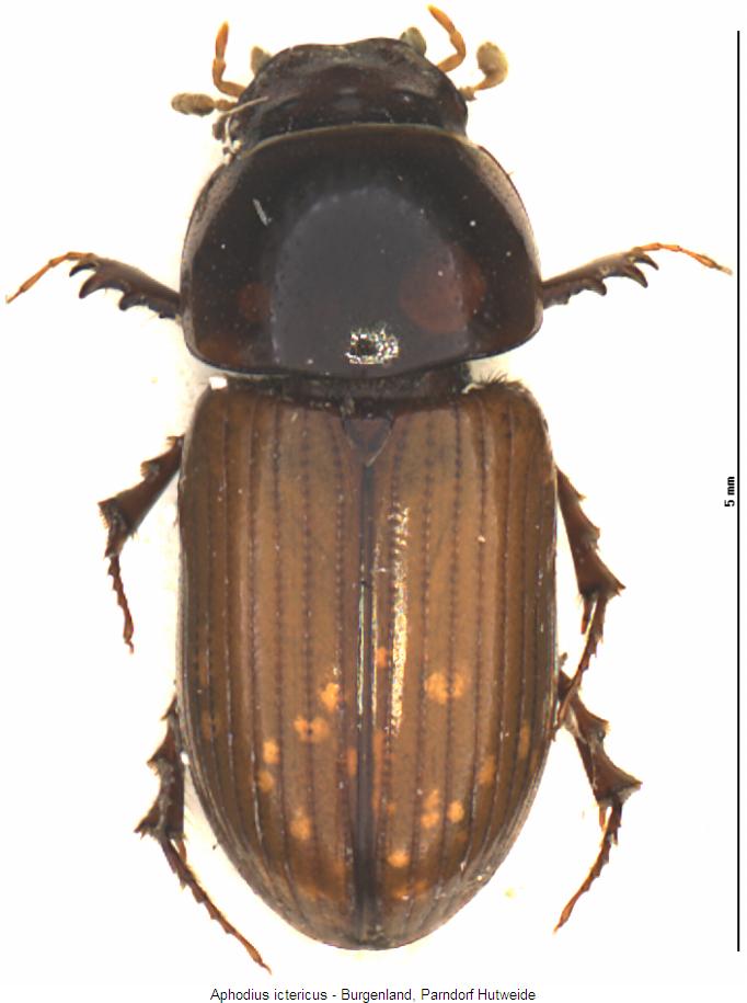 aphodius_ictericus_hab.jpg