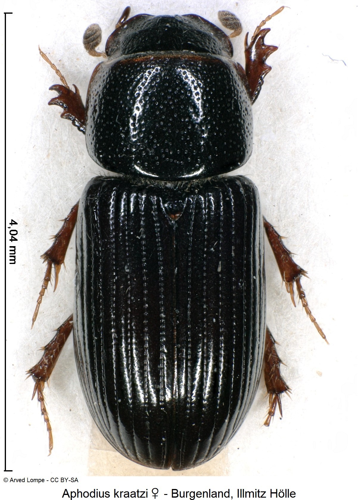 aphodius_kraatzi_w_ck33486220_hab.jpg