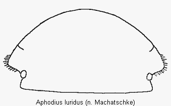 aphodius_luridus_k.gif