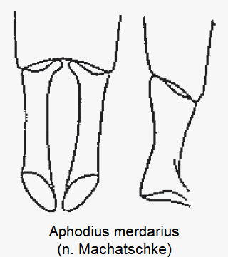 aphodius_merdarius.gif