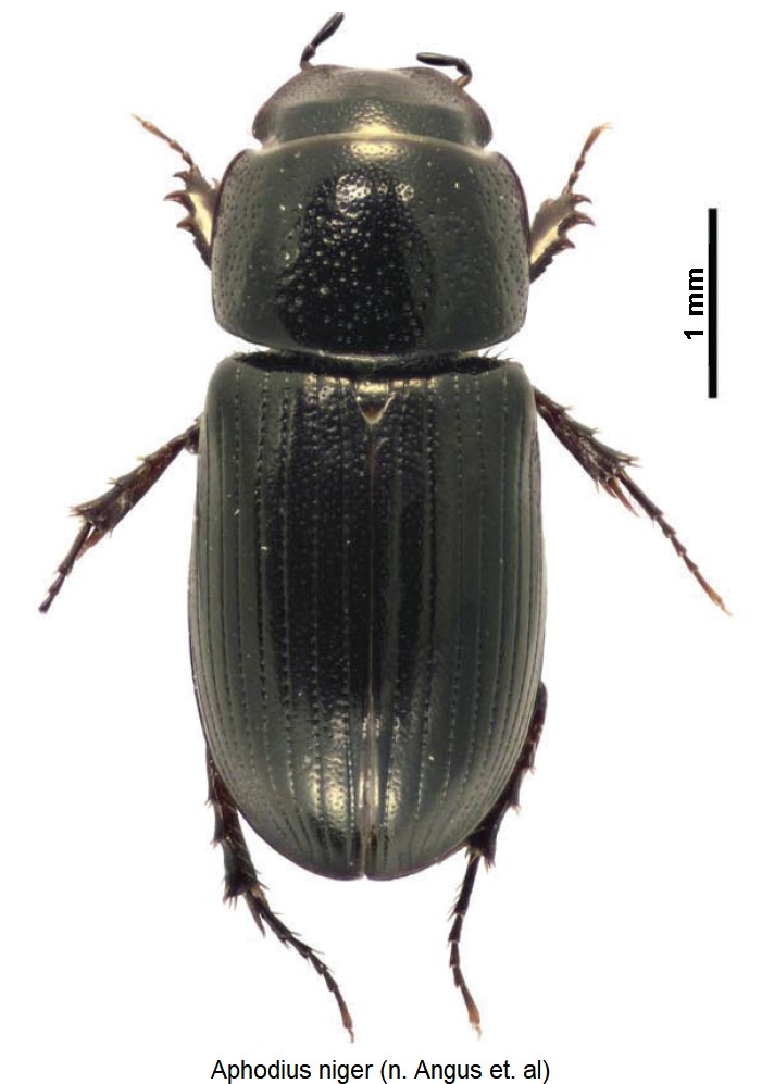 aphodius_niger_hab.jpg