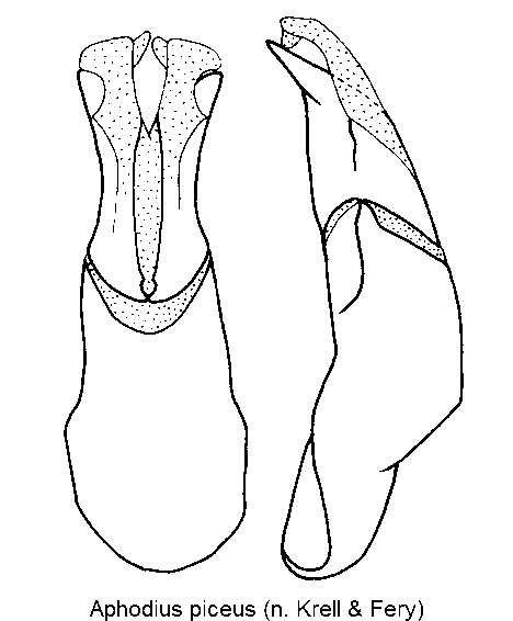 aphodius_piceus.gif