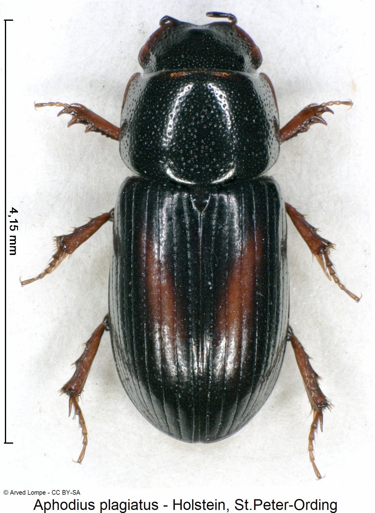 aphodius_plagiatus_ck10607_hab-1.jpg