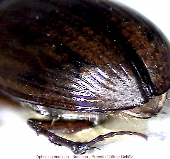 aphodius_sordidus_fld.jpg