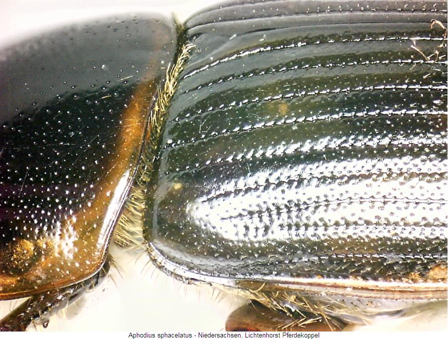 aphodius_sphacelatus_fld.jpg