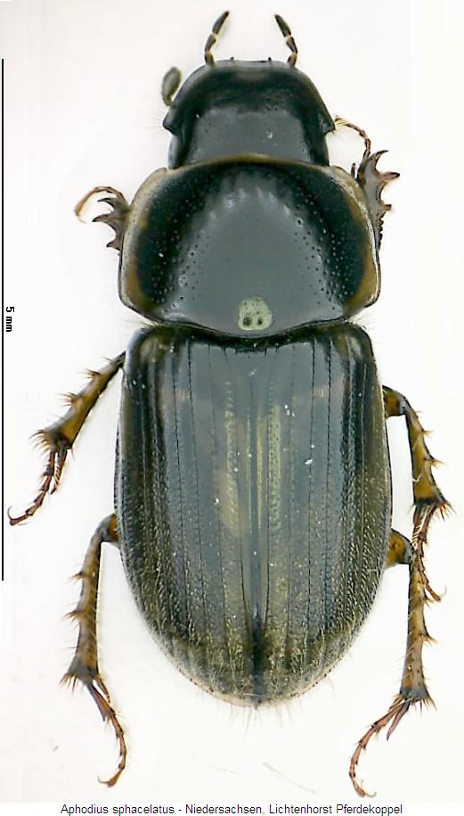 aphodius_sphacelatus_hab.jpg
