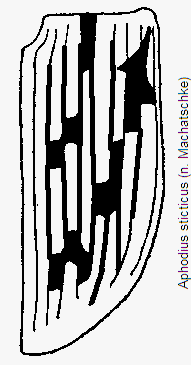 aphodius_sticticus_fld.gif