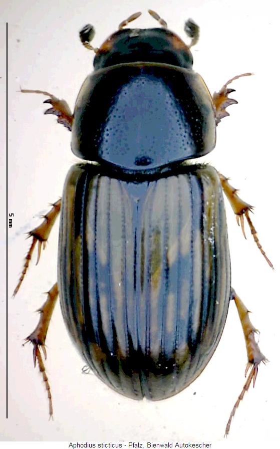 aphodius_sticticus_hab.jpg
