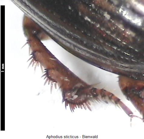 aphodius_sticticus_mschn.jpg
