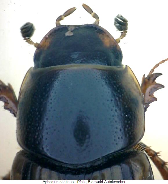 aphodius_sticticus_vk.jpg
