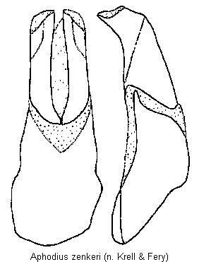 aphodius_zenkeri.gif