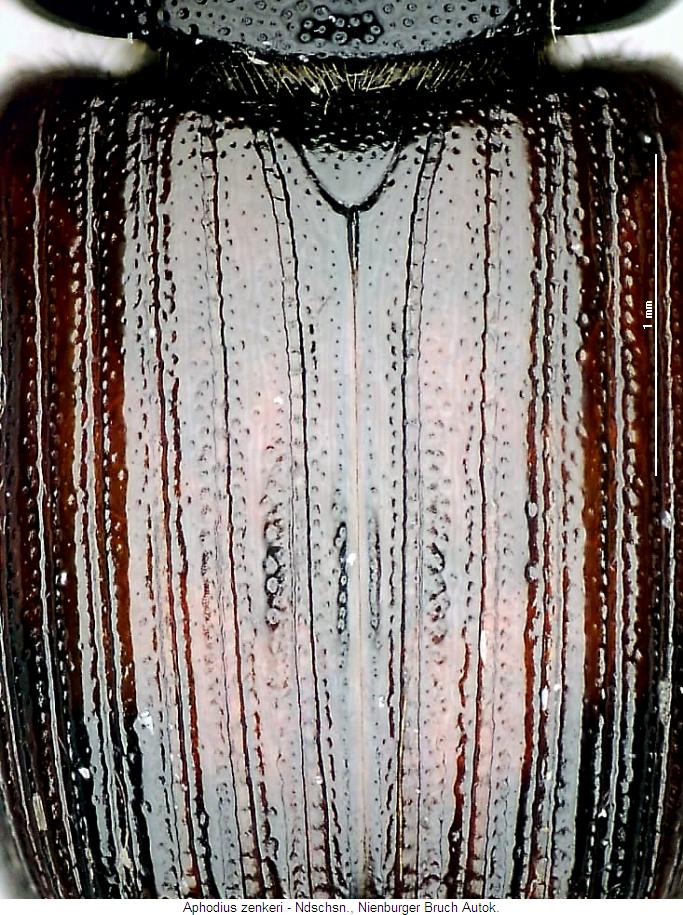 aphodius_zenkeri_os.jpg