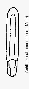 aphthona_atrocoerulea.gif