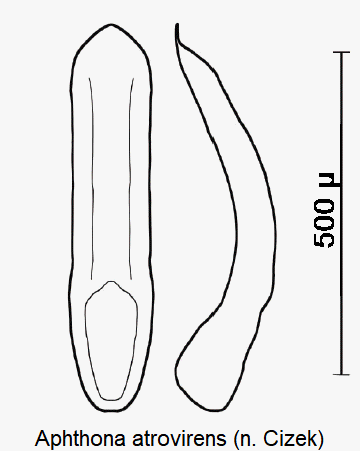 aphthona_atrovirens.gif