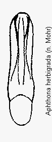 aphthona_herbigrada.gif