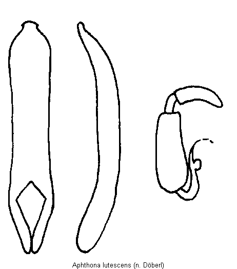aphthona_lutescens.gif