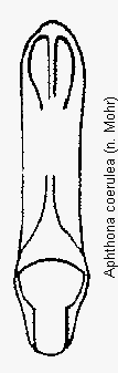aphthona_nonstriata.gif