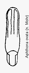 aphthona_ovata.gif