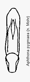 aphthona_pygmaea.gif