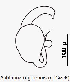 aphthona_rugipennis_sperm.gif