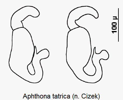 aphthona_tatrica_sperm.gif