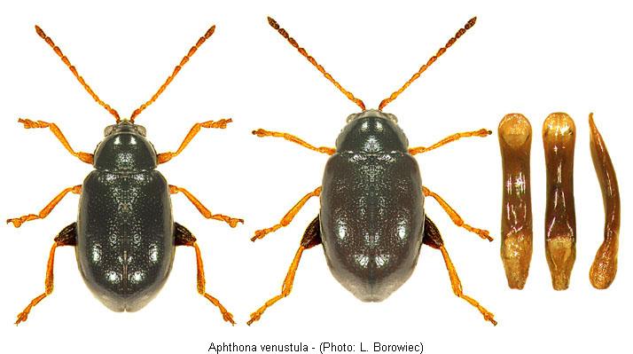aphthona_venustula_hab.jpg